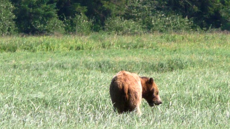 bear in estuary Grizzly bear in estuary