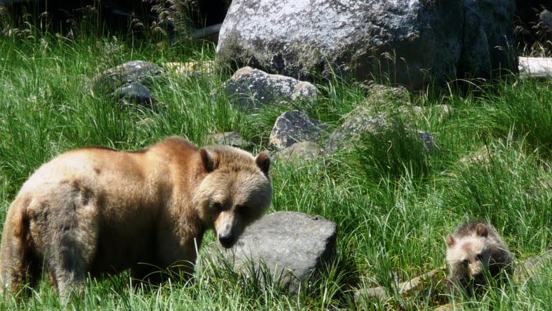 bottom picture Grizzly bear on beach