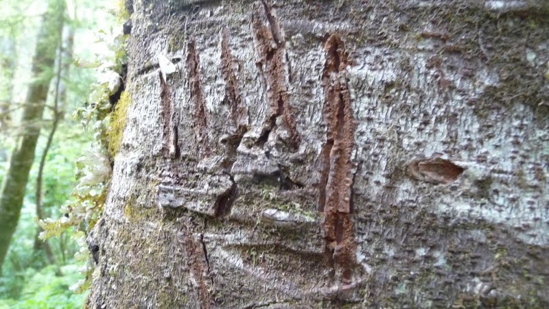 claw marks claw marks