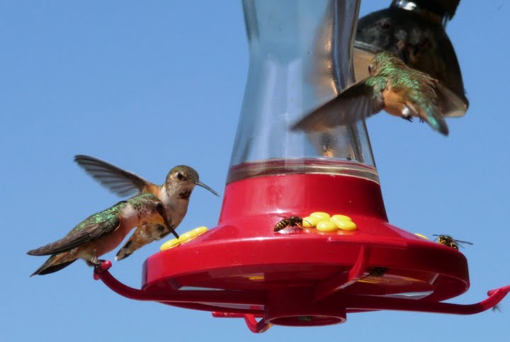 humming birds humming birds