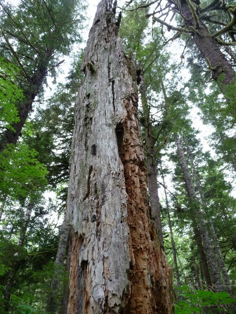 rotten tree rotten tree