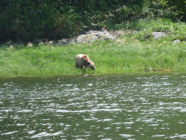 white bear grizzly bear on shore