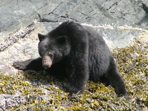 DSCF1761 black bear in Glendale Cove estuary