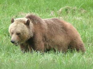 grizzly bear grizzly bear in Glendale Cove estuary