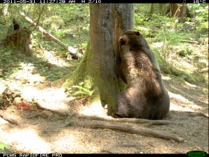male grizzly, Knight Inlet Lodge male grizzly bear knight inlet british columbia