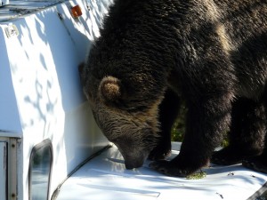 grizzly bear on bus at Knight Inlet Lodge