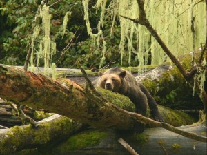 sleeping bear and moss grizzly bear at Knight Inlet Lodge