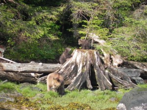 Lenore & 2 cubs grizzly sow at Knight Inlet Lodge