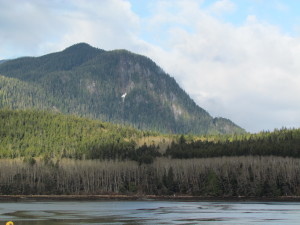 grizzly bear vieiwng at Knight Inlet Lodge