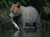 grizzly bear eating slamon