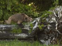 sleeping grizzly bear